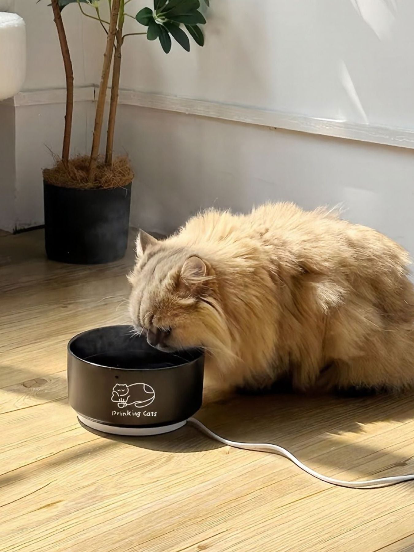 Schwarzer Keramiknapf „Drinking Cats“ vorliegend, mit Löffel/Schlauch (sichtbar)
