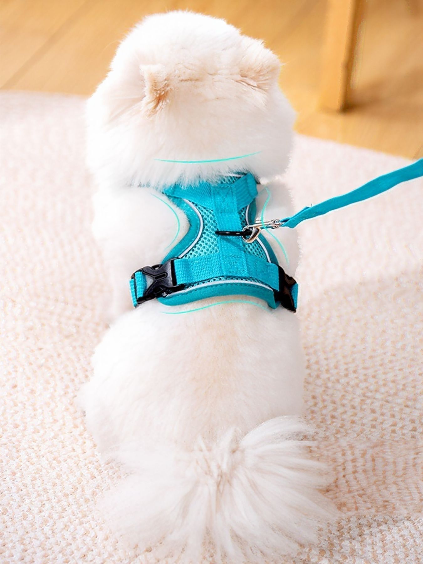 Lake blue dog harness on pet, with leash connected at the chest