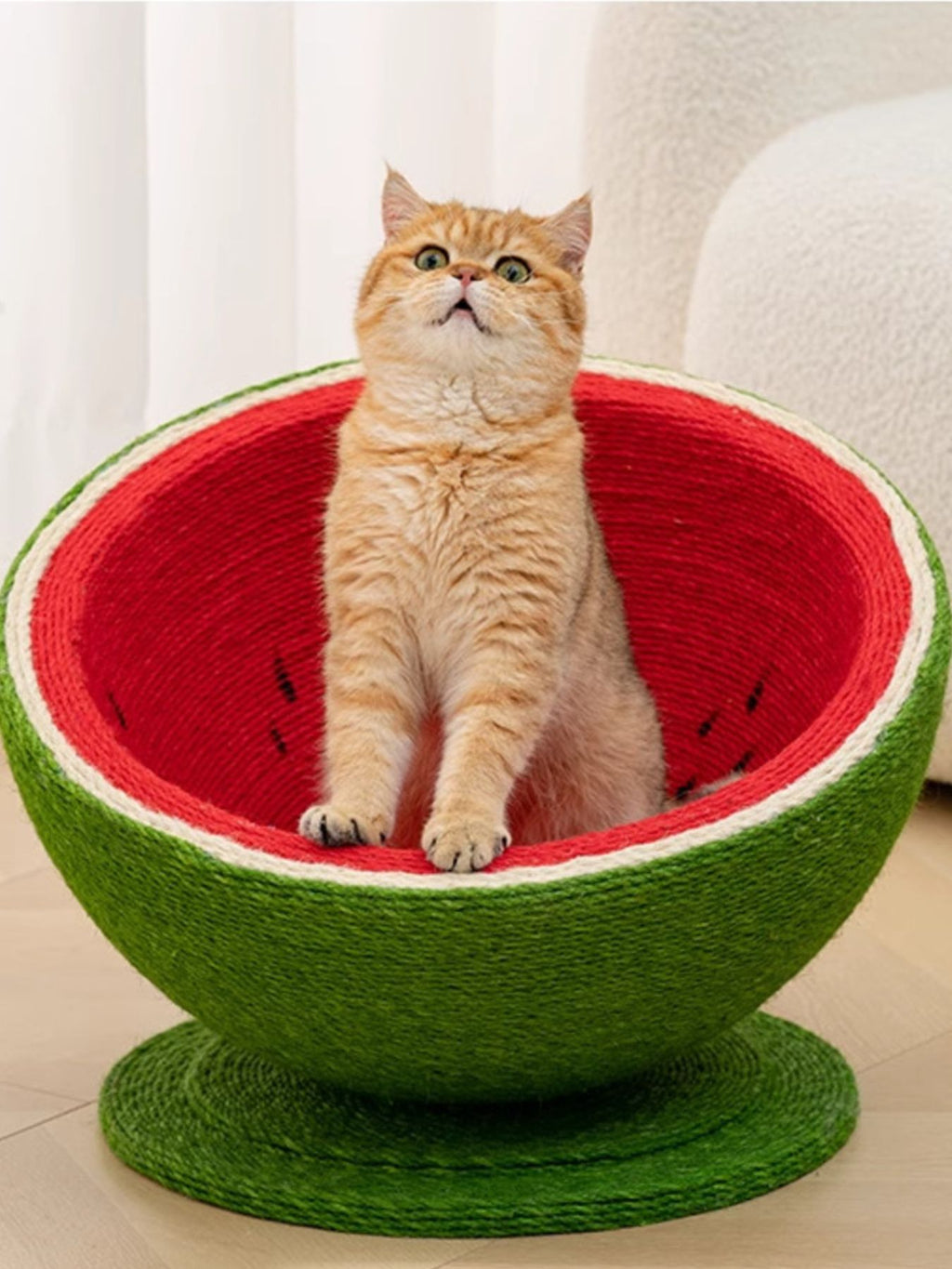 Watermelon cat scratching post nest with cat sitting inside red bowl
