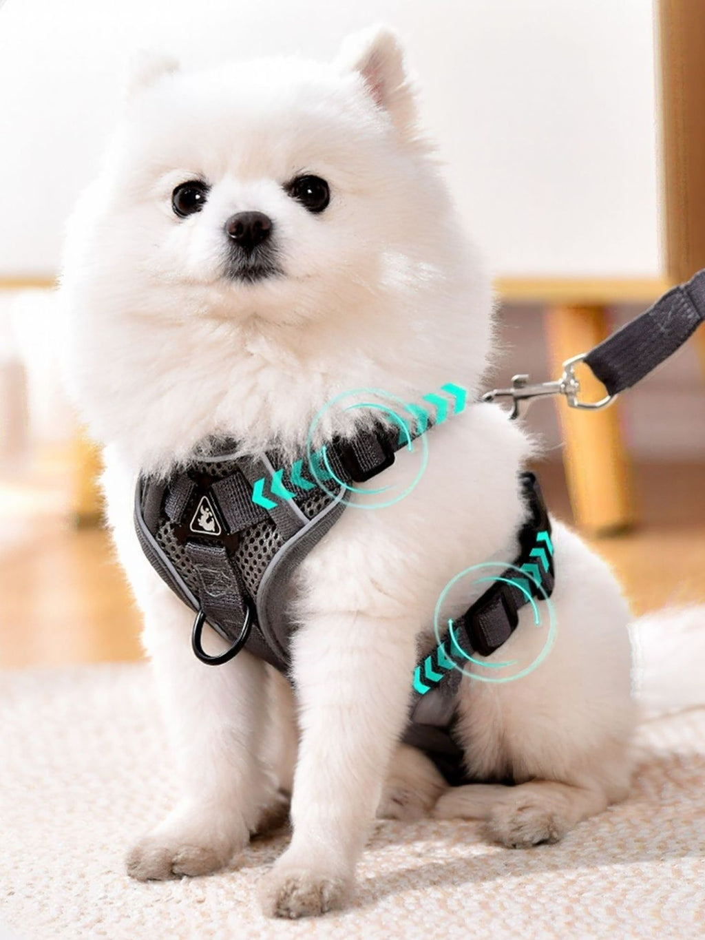 Dark gray harness with leash, adjustable straps and metal D-ring clips