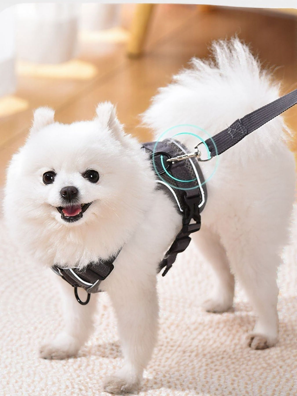 Dark gray harness and leash: front chest strap and side rings