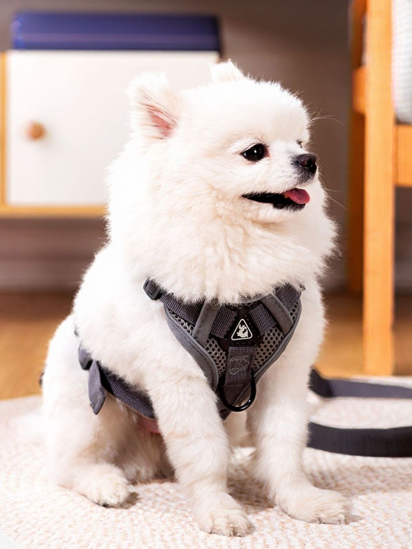 Pet Harness and Leash Set, dark gray: padded dog harness with leash