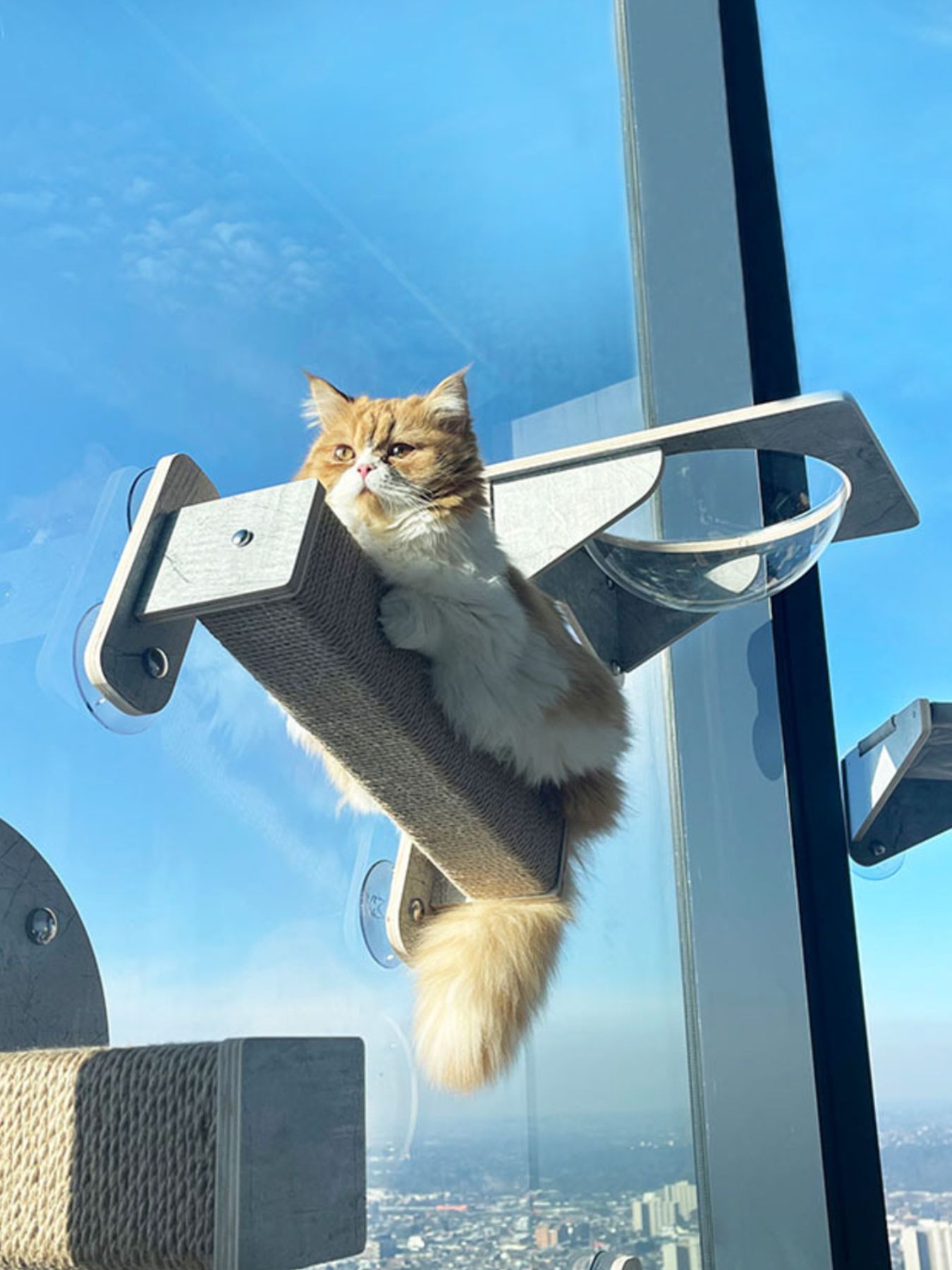Window-mounted cat perch with dark woven platform and hanging support, cat lounging