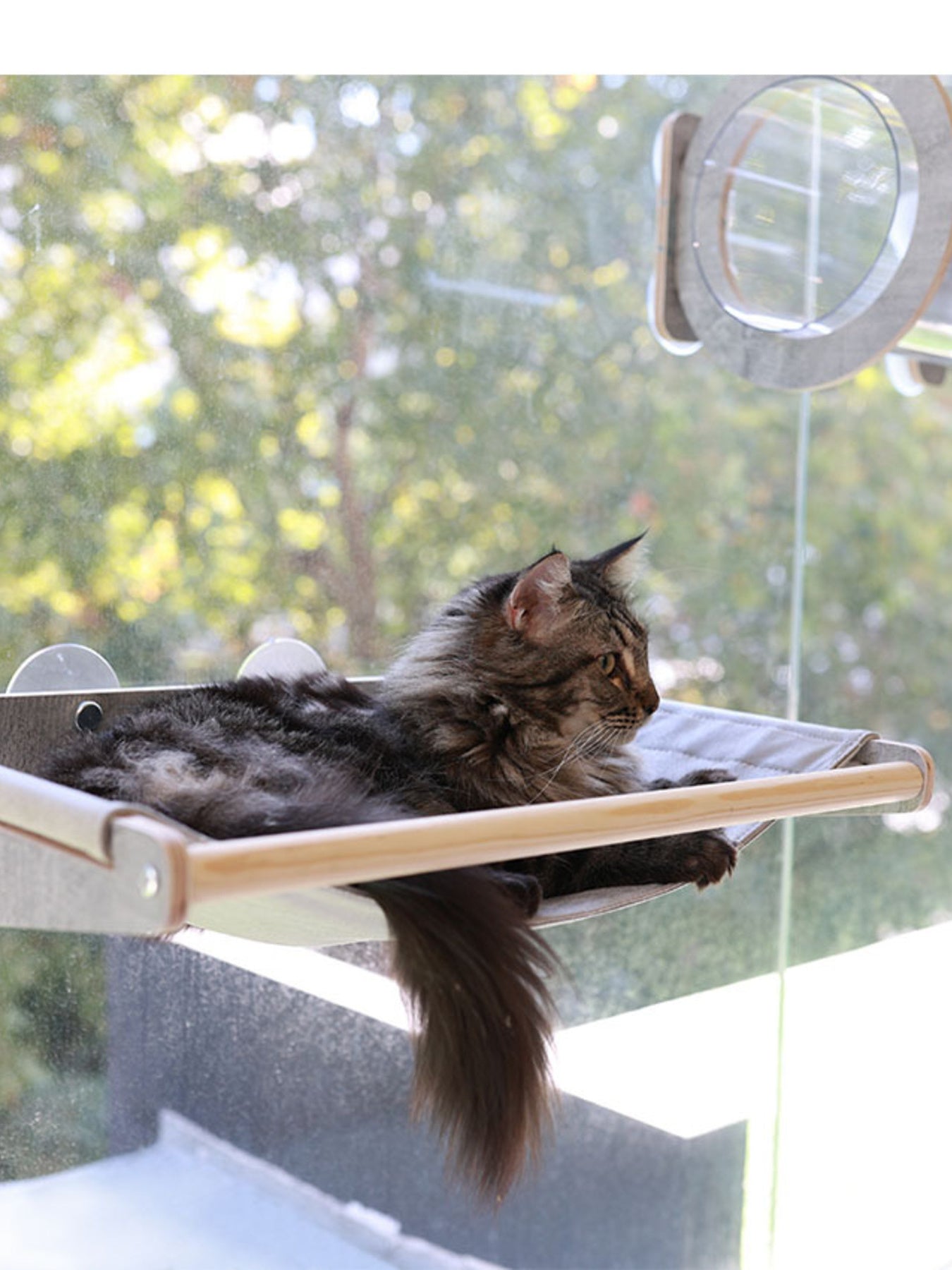 Window-mounted cat hammock bed with cushion pad, cat lying stretched out