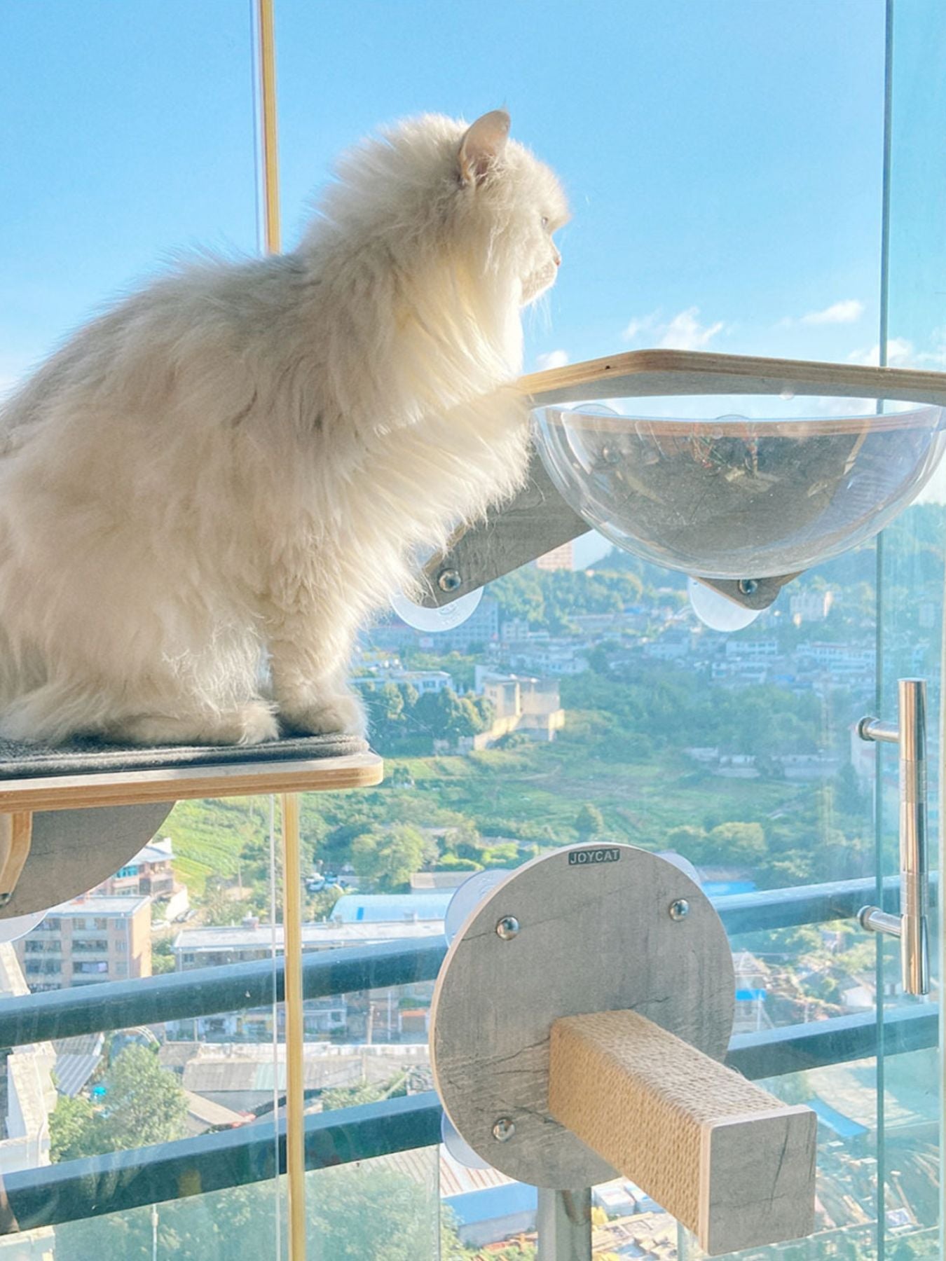 Window-mounted cat perch with clear curved tunnel and cat sitting on wood platform