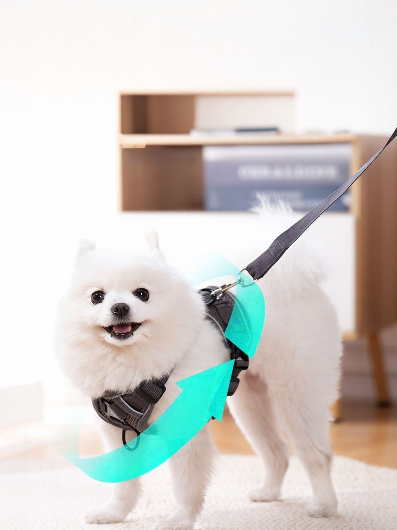 Pet Harness and Leash Set, lake blue: padded harness with attached leash